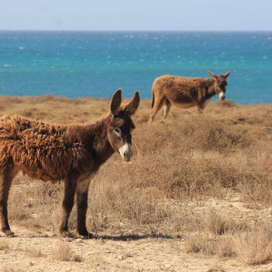 Boavista IMG (23)